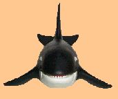kasatka_th.jpg 2.1K