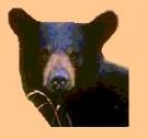 little_bear_th.jpg 2.5K