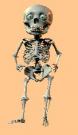 skull_th.jpg 2.7K